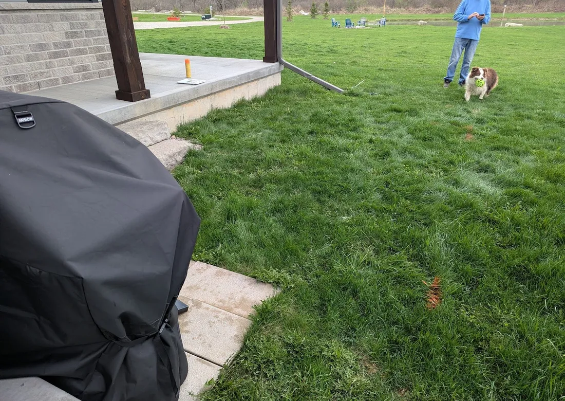 A grassy area with a BBQ cover, a dog, and a man